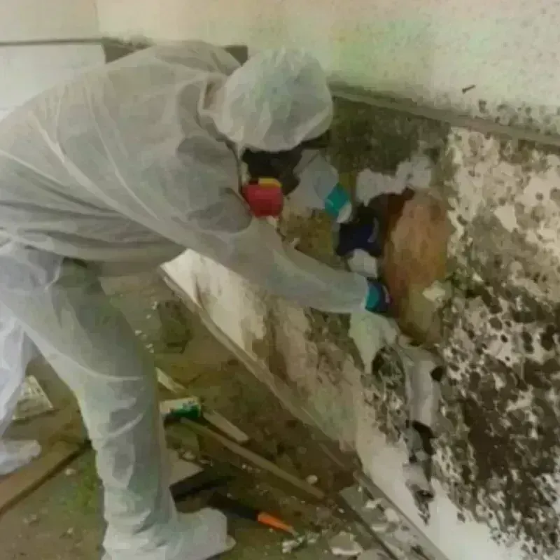 Mold Remediation and Removal in Socorro County, NM